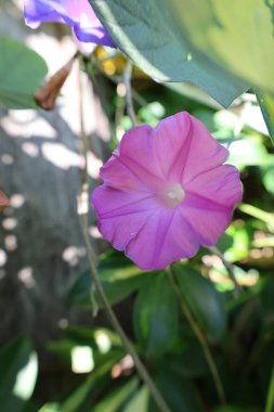 Purple flower sunlight. ipomoea indica High quality photo clipart