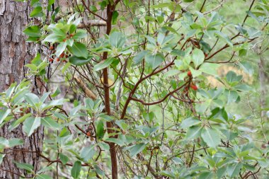 Dağlarda eşsiz bir ağaç, kırmızı ağaç kabuğu. Yüksek kalite fotoğraf