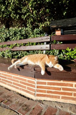 Kedi tezgahı güneşi. Yüksek kalite fotoğraf