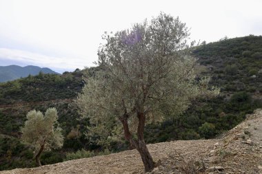 Olive trees landscape. High quality photo clipart