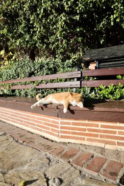 Kedi tezgahı güneşi. Yüksek kalite fotoğraf