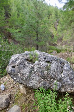 Rocky forest landscape. High quality photo clipart