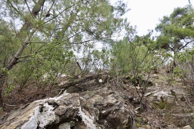 Ağaç dağı manzarası. Yüksek kalite fotoğraf