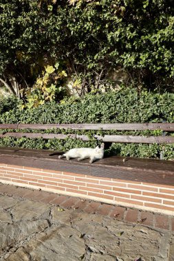 Kedi tezgahı güneşi. Yüksek kalite fotoğraf