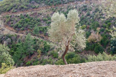Zeytin ağaçları manzarası. Yüksek kalite fotoğraf