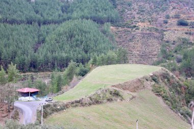 Dağ Ormanı Yolu. Yüksek kalite fotoğraf