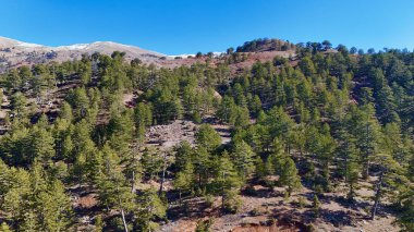 Orman havası manzarası. Yüksek kalite fotoğraf