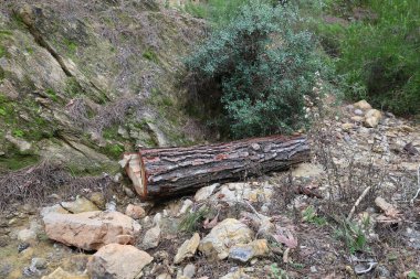 Ağaç ormanı kütüğü. Yüksek kalite fotoğraf