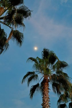 Palmiye ağaçları ay ışığı. Yüksek kalite fotoğraf