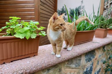 Kedi bahçesi yolu. Yüksek kalite fotoğraf
