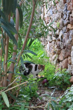 Bir kedi kaldırımlı bir sokakta bir fare yakaladı. Yüksek kalite fotoğraf