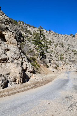 Rocky yamaç ağaçları. Dağ yolu manzarası. Dağ yolu manzarası. Yüksek kalite fotoğraf