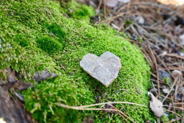 Kalp şeklinde taş yosun. Yüksek kalite fotoğraf