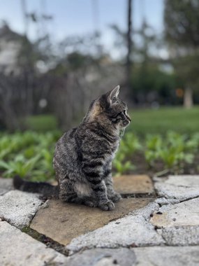 Sokak kedisi dinleniyor. Yüksek kalite fotoğraf