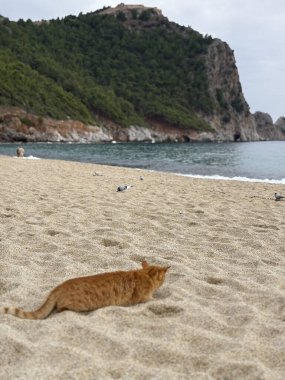 cat hunting bird on sandy beach. High quality photo clipart