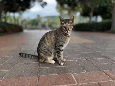 Doğadaki sevimli kedi yeşil bitkiler. Yüksek kalite fotoğraf