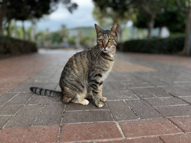 Doğadaki sevimli kedi yeşil bitkiler. Yüksek kalite fotoğraf