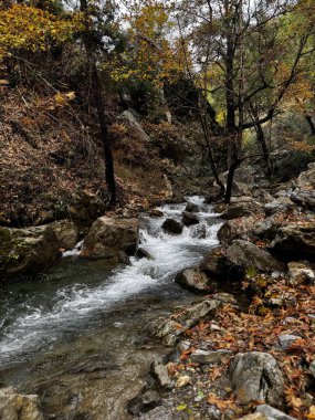 Dağ nehri sonbaharı ağaçlarla doludur. Yüksek kalite fotoğraf