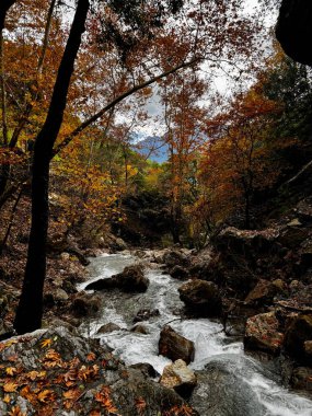 Dağ nehri sonbaharı ağaçlarla doludur. Yüksek kalite fotoğraf