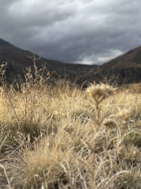 Dağlar uzun sarı çim deve dikeni bulutları kurutur. Yüksek kalite fotoğraf