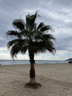 Kumlu sahil bulutlu tatil beldesinde palmiye ağacı