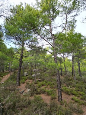 Çam ormanı sonbahar kozalaklı ağaçlar kışın hindi arasında park ederler. 