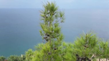 Çam ağacı kıyısı. Yüksek kalite 4k görüntü