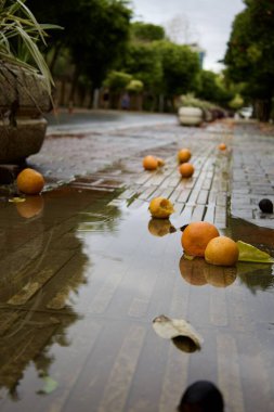 Oranges wet street. High quality photo clipart