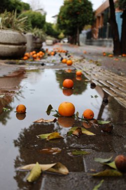 Oranges wet street. High quality photo clipart