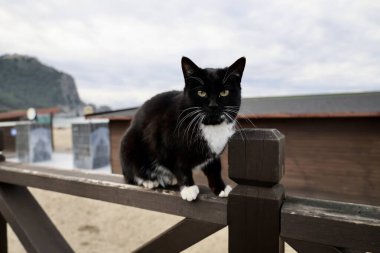 Sokak kedisi yürüyor. Yüksek kalite fotoğraf