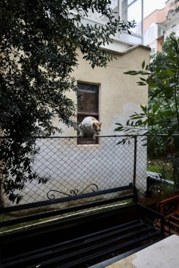 Sokak kedisi yürüyor. Yüksek kalite fotoğraf