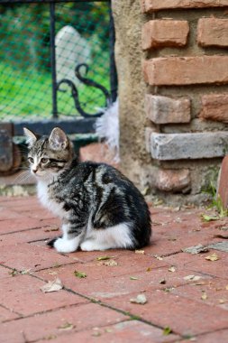 street cat walking. High quality photo clipart