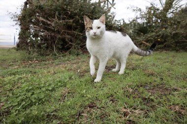 street cat walking. High quality photo clipart