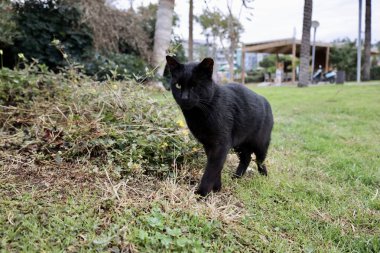 street cat walking. High quality photo clipart