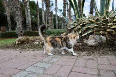 Sokak kedisi yürüyor. Yüksek kalite fotoğraf