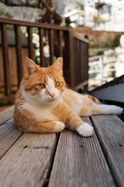 Turuncu beyaz kedi. Yüksek kalite fotoğraf