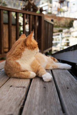 Turuncu beyaz kedi. Yüksek kalite fotoğraf