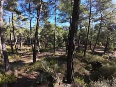 Ormanın güneş ışığı yolu. Yüksek kaliteli FullHD görüntüler