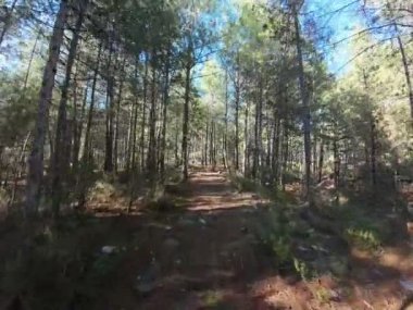 Ormanın güneş ışığı yolu. Yüksek kaliteli FullHD görüntüler