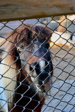 Midilli ot yiyor. Yüksek kalite fotoğraf