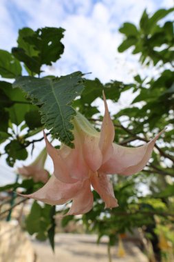 Büyük Brugmansia çiçekleri. Yüksek kalite fotoğraf