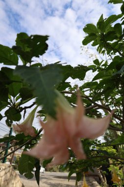 Büyük Brugmansia çiçekleri. Yüksek kalite fotoğraf