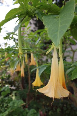 Büyük Brugmansia çiçekleri. Yüksek kalite fotoğraf