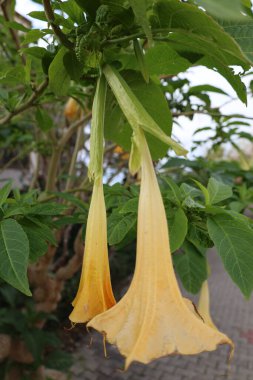 Büyük Brugmansia çiçekleri. Yüksek kalite fotoğraf