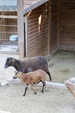 Hayvanat bahçesindeki koçlar. Yüksek kalite fotoğraf