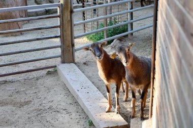 Hayvanat bahçesindeki koçlar. Yüksek kalite fotoğraf
