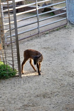 Hayvanat bahçesindeki koçlar. Yüksek kalite fotoğraf