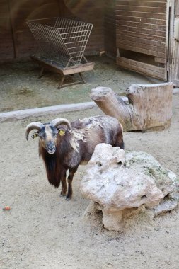 Hayvanat bahçesindeki koçlar. Yüksek kalite fotoğraf