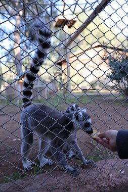 Lemur çitin arkasında. Yüksek kalite fotoğraf