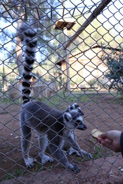 Lemur çitin arkasında. Yüksek kalite fotoğraf